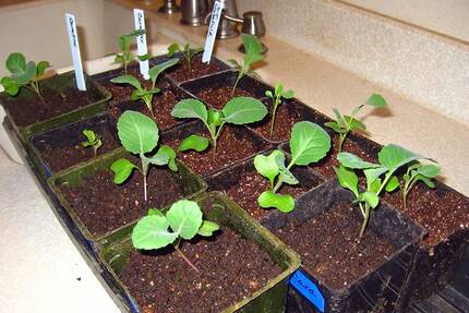 Соблюдая правила, дома можно вырастить сильную рассаду капусты, которая приживется в открытом грунте, с вероятностью до 95%