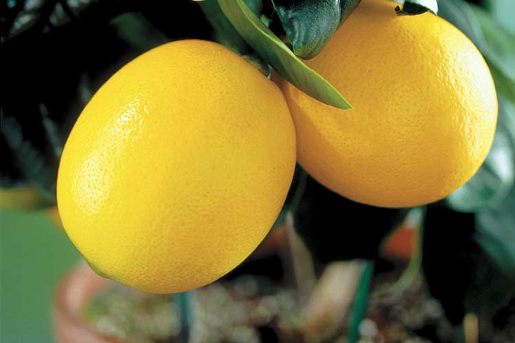Ради здоровья лимонов приходится регулировать плодоношение, обрывая бутоны и завязи.
